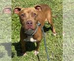 Small American Staffordshire Terrier