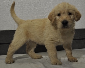 Labradoodle Puppy for sale in ATWOOD, IL, USA