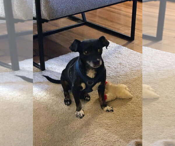 Medium Photo #10 Chiweenie Puppy For Sale in Portland, IN, USA