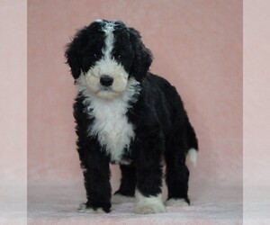 Poodle (Standard)-Shepadoodle Mix Puppy for sale in FREDERICKSBG, OH, USA