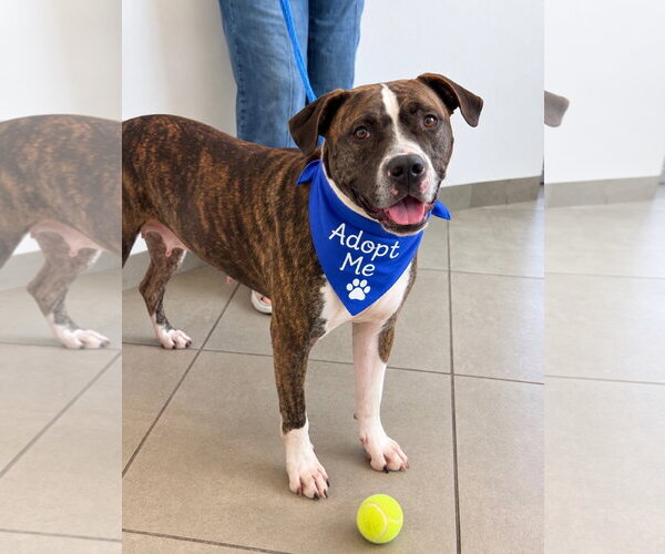 Medium Photo #3 Boxer Puppy For Sale in Euless, TX, USA