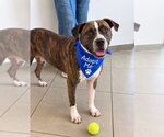 Small #2 Boxer