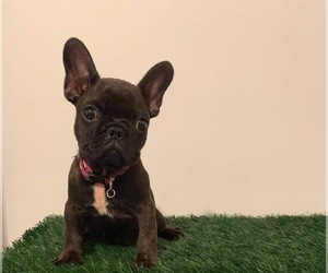 French Bulldog Puppy for sale in CHULA VISTA, CA, USA