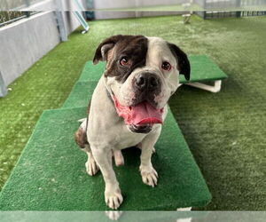 American Bulldog Dogs for adoption in Pasadena, CA, USA