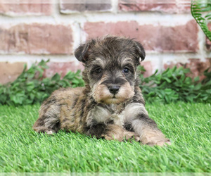 Schnauzer (Miniature) Puppy for sale in SYRACUSE, IN, USA