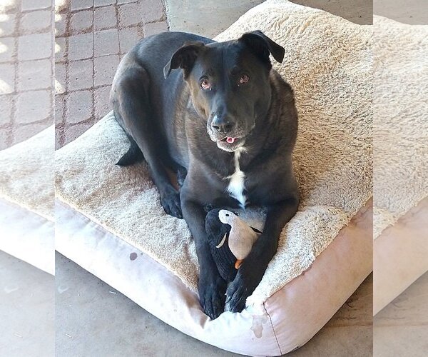 Medium Photo #1 Labrador Retriever-Unknown Mix Puppy For Sale in  Ramona, CA, USA