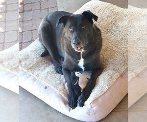 Labrador Retriever-Unknown Mix Dogs for adoption in  Ramona, CA, USA