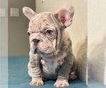 Small Photo #3 French Bulldog Puppy For Sale in MORENO VALLEY, CA, USA