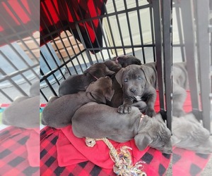 Cane Corso Puppy for sale in SAINT LOUIS, MO, USA