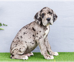 Puppy Joshua Great Dane