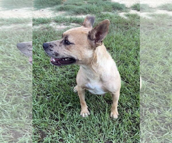 Medium Photo #3 Mutt Puppy For Sale in Eastman, GA, USA