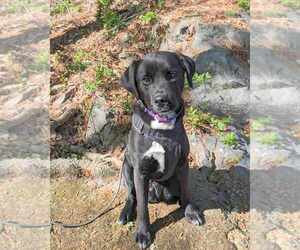 Donatello (Donny) - Male Feist Terrier-Labrador Retriever Mix Dog for Adoption - Photo #4