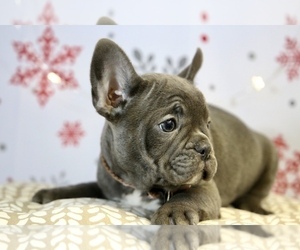 French Bulldog Puppy for sale in ERIAL, NJ, USA