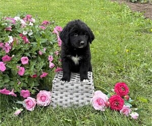 Bernese Mountain Dog Puppy for sale in THORP, WI, USA