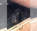 Small Photo #10 Rottweiler Puppy For Sale in ANTIOCH, CA, USA