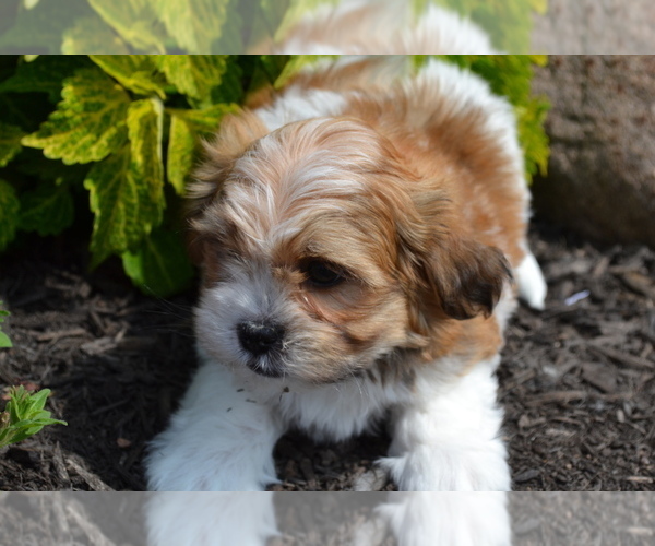 Medium Photo #4 Mal-Shi Puppy For Sale in GREENWOOD, WI, USA