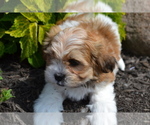 Small #3 Mal-Shi
