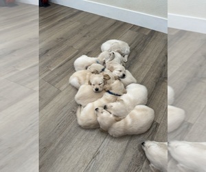 English Cream Golden Retriever Puppy for sale in AUBURN, CA, USA