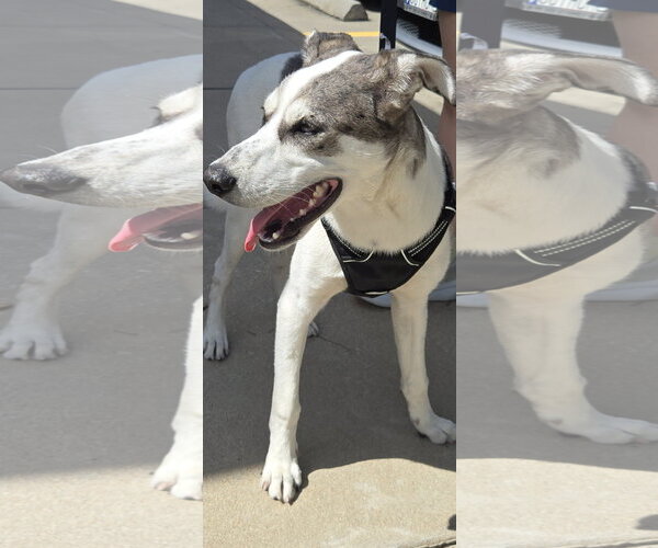 Medium Photo #3 Great Dane-Unknown Mix Puppy For Sale in The Woodlands, TX, USA
