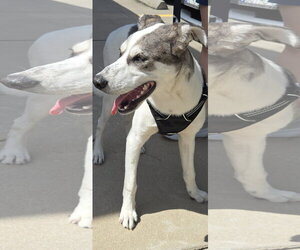 Woody - Male Great Dane-Unknown Mix Dog for Adoption - Photo #3