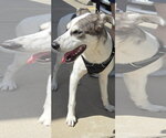 Small Photo #3 Great Dane-Unknown Mix Puppy For Sale in The Woodlands, TX, USA