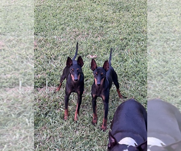 Medium Photo #1 Manchester Terrier (Toy) Puppy For Sale in GAFFNEY, SC, USA