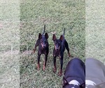 Small Manchester Terrier (Toy)
