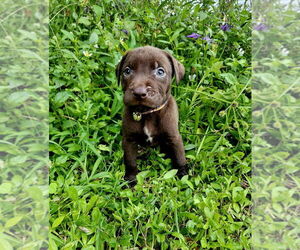 Medium American Pit Bull Terrier-Labrador Retriever Mix