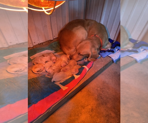 Medium Photo #2 Golden Retriever Puppy For Sale in MURPHYSBORO, IL, USA