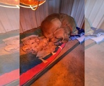Small Photo #2 Golden Retriever Puppy For Sale in MURPHYSBORO, IL, USA