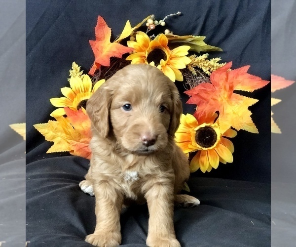 Medium Photo #8 Goldendoodle-Poodle (Miniature) Mix Puppy For Sale in VACAVILLE, CA, USA