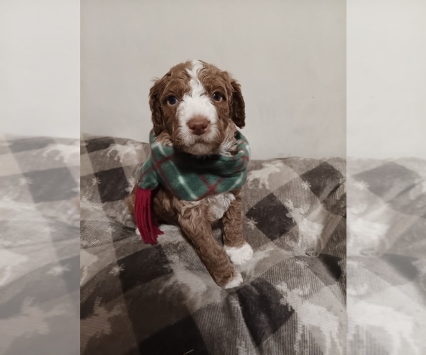 Medium Photo #2 Springerdoodle Puppy For Sale in MONTELLO, WI, USA