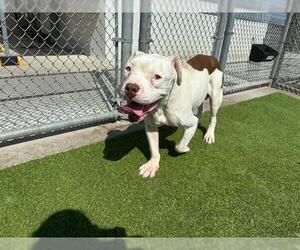 American Staffordshire Terrier-Unknown Mix Dogs for adoption in Grand Prairie, TX, USA