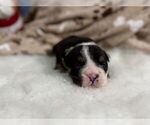 Small #1 English Bulldog