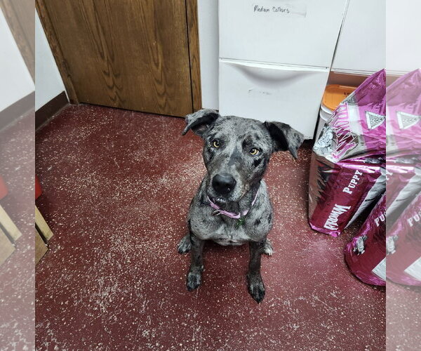 Medium Photo #11 Catahoula Leopard Dog-Unknown Mix Puppy For Sale in Fargo, ND, USA