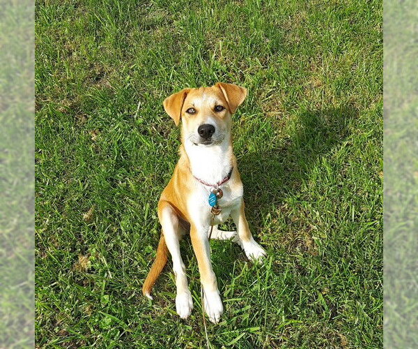Medium Photo #2 Labrador Retriever-Unknown Mix Puppy For Sale in Genesee, WI, USA