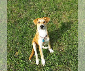 **LAVENDAR** - Female Labrador Retriever-Unknown Mix Dog for Adoption - Photo #2