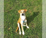 Small Photo #2 Labrador Retriever-Unknown Mix Puppy For Sale in Genesee, WI, USA