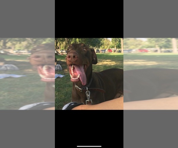 Medium Photo #1 Doberman Pinscher Puppy For Sale in ONTARIO, CA, USA
