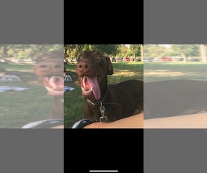 Father of the Doberman Pinscher puppies born on 12/02/2025