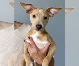 Chihuahua-Unknown Mix Dogs for adoption in Jefferson, NJ, USA