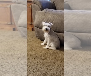 Schnauzer (Miniature) Puppy for sale in HOLDEN, MO, USA