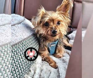 Mutt Dogs for adoption in Lebanon, PA, USA