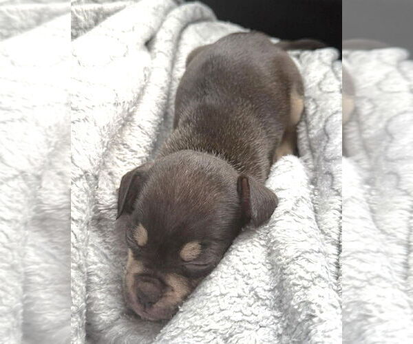 Medium Photo #5 Chug Puppy For Sale in Boonton, NJ, USA