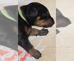 Puppy Green collar Doberman Pinscher