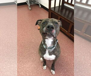 American Pit Bull Terrier Dogs for adoption in Pottstown, PA, USA