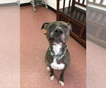 Small American Pit Bull Terrier