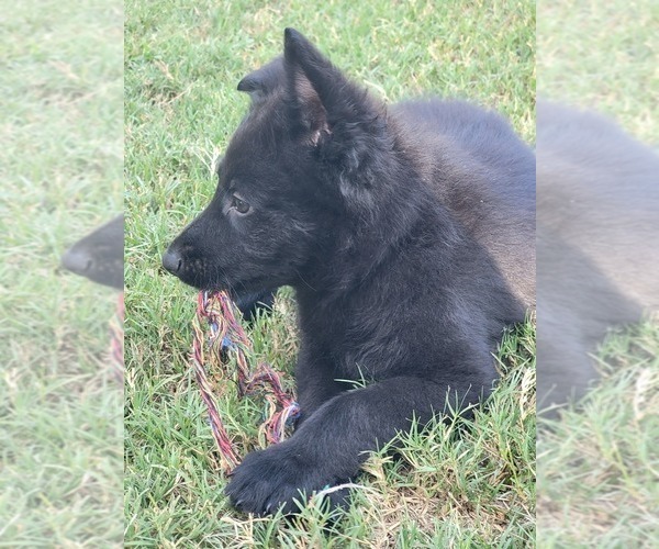 Medium Photo #6 German Shepherd Dog Puppy For Sale in BURLESON, TX, USA
