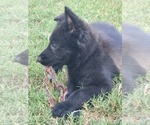 Small Photo #6 German Shepherd Dog Puppy For Sale in BURLESON, TX, USA