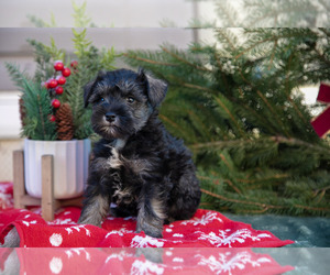 Medium Mutt-Schnauzer (Miniature) Mix